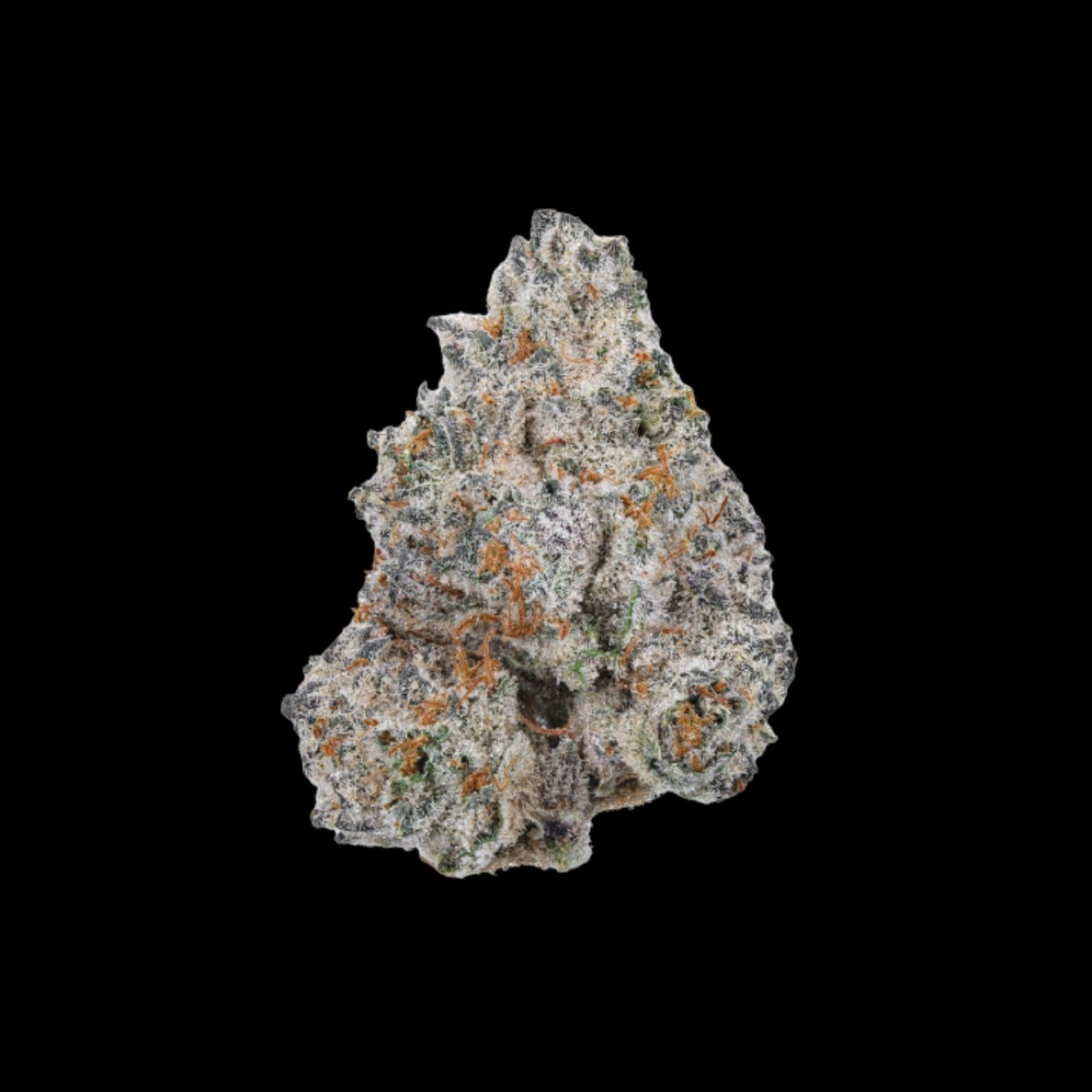 White Truffle – Growers Choice – Feminizowane