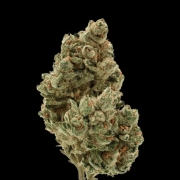 Frosty Gelato Autoflowering cannabis flower bud by Growers Choice