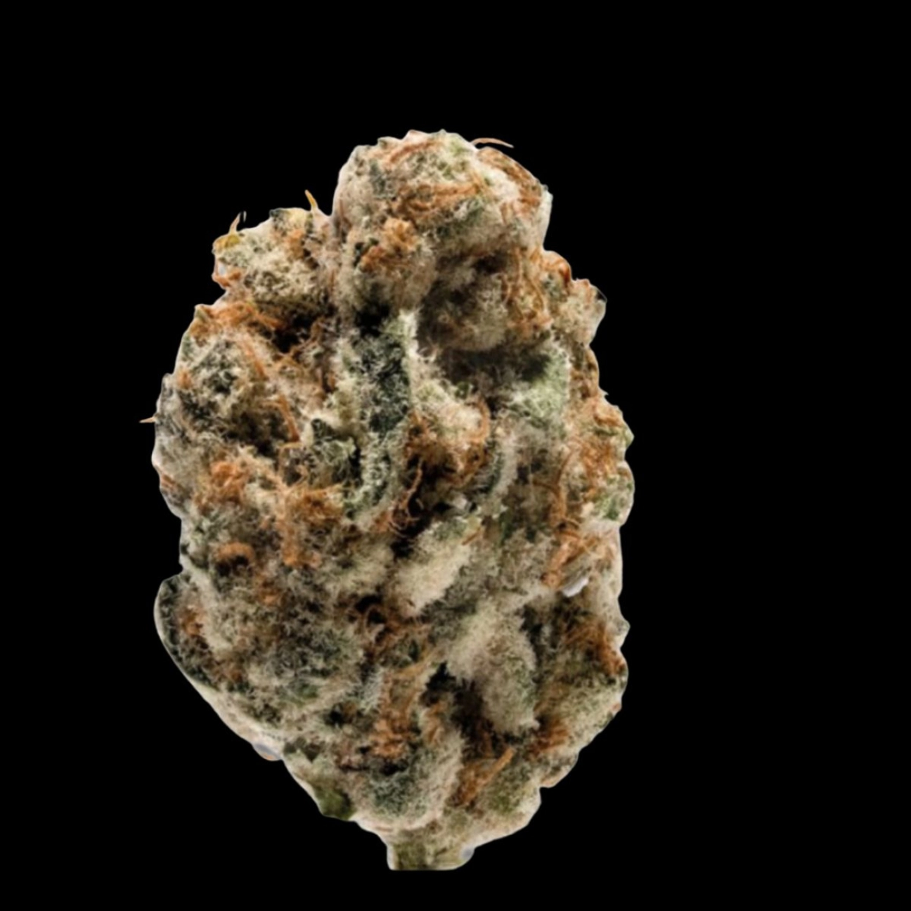 KO Kush – Growers Choice – Feminizowane