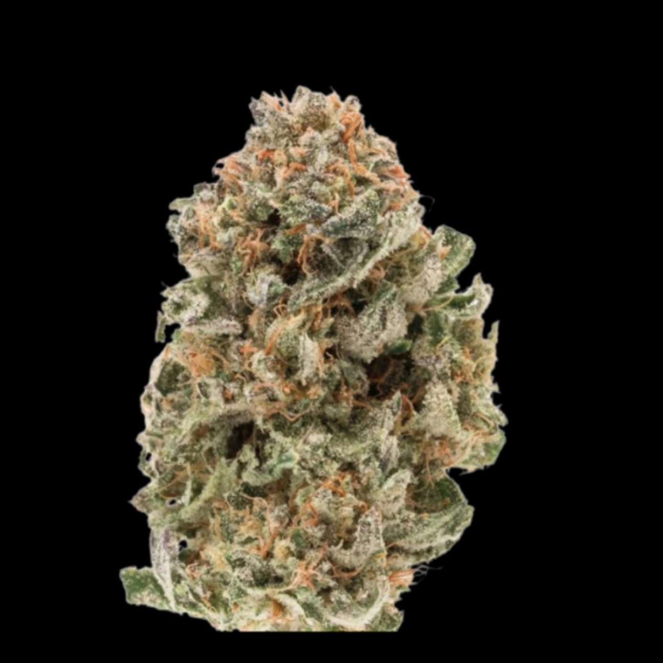 Mighty Amstel Freezeland (MAF) – Growers Choice – Feminizowane