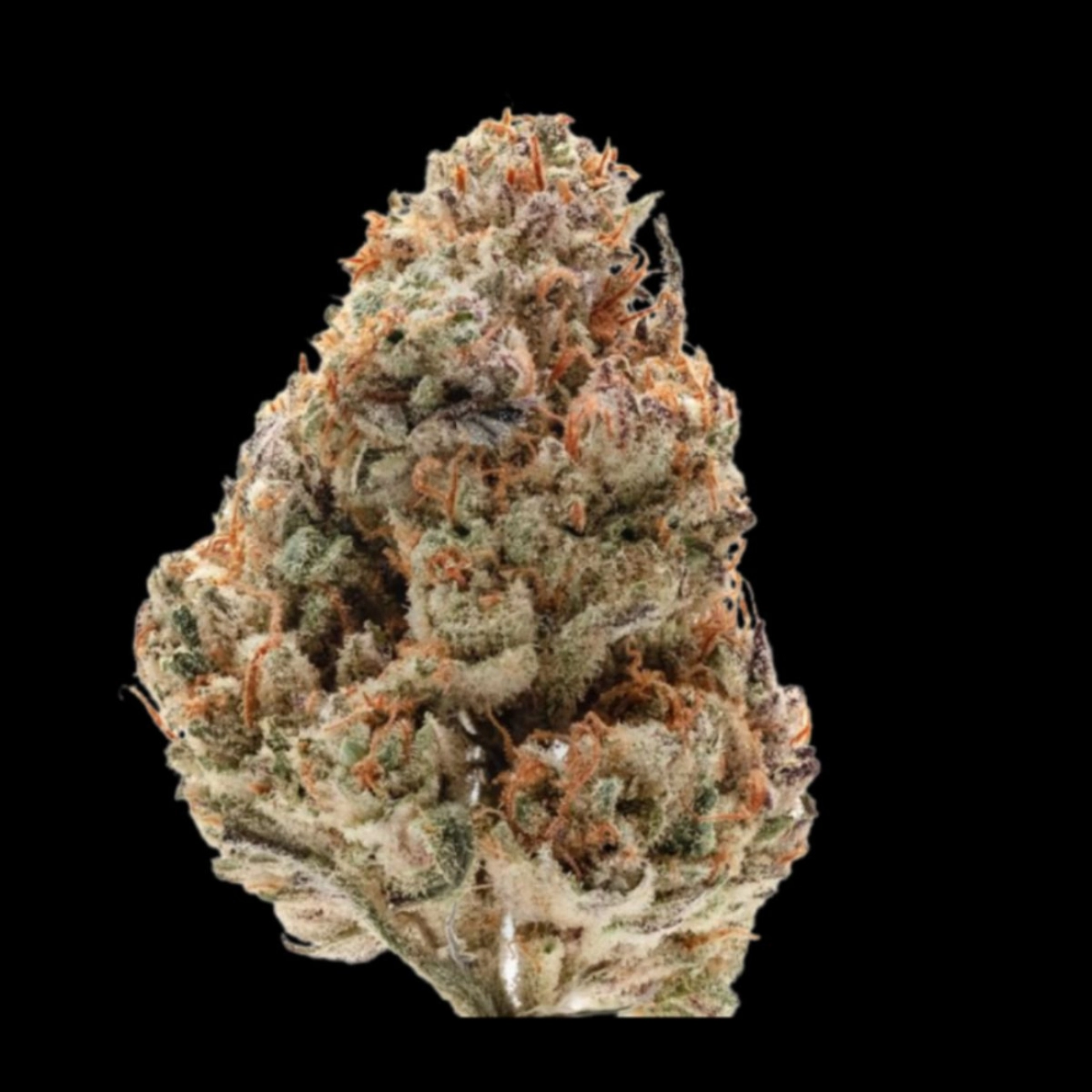 Octane Fire – Growers Choice – Feminizowane