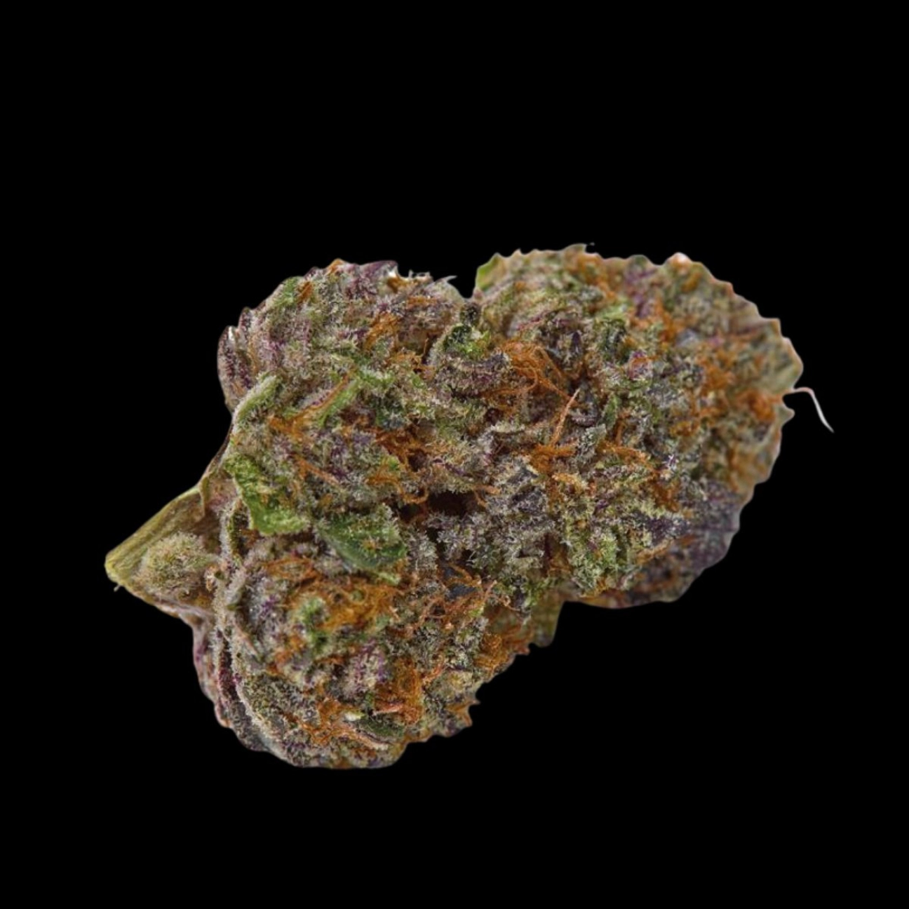 Purple Dosi Punch – Growers Choice – Feminizowane