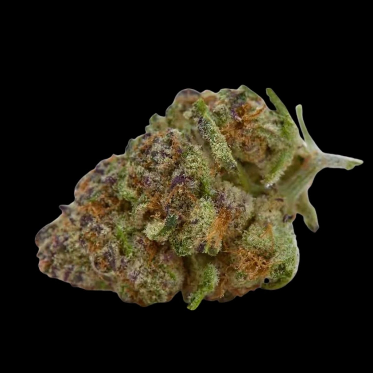 Purple Sunset – Growers Choice – Feminizowane