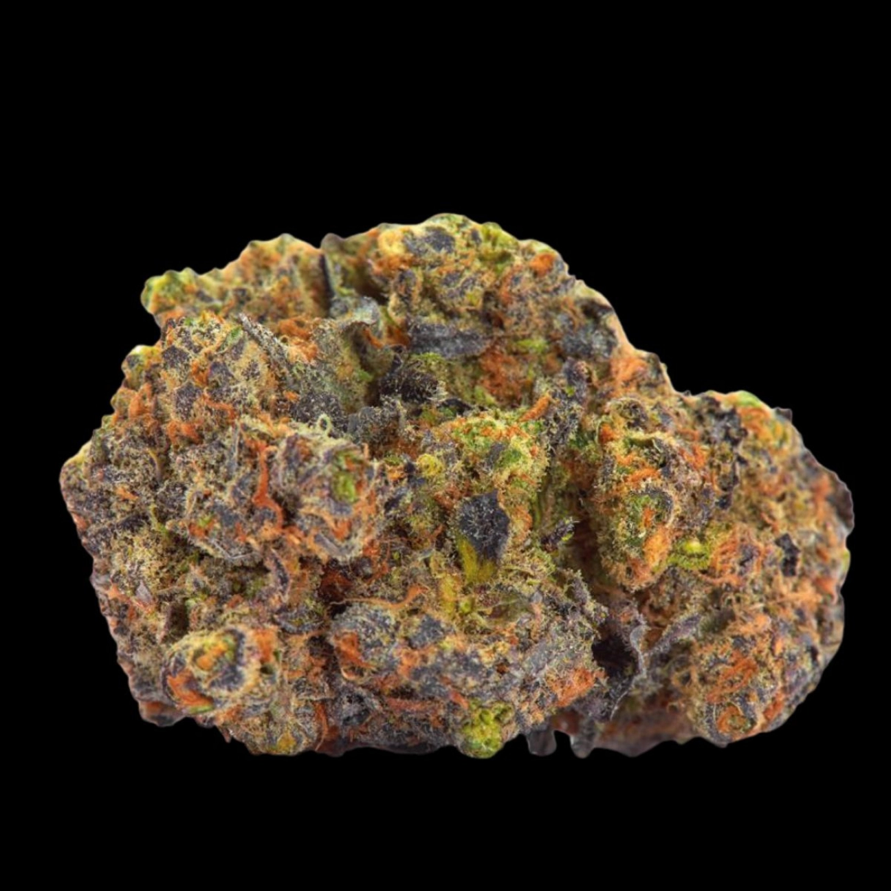 San Fernando Valley x The Purps – Growers Choice – Feminizowane