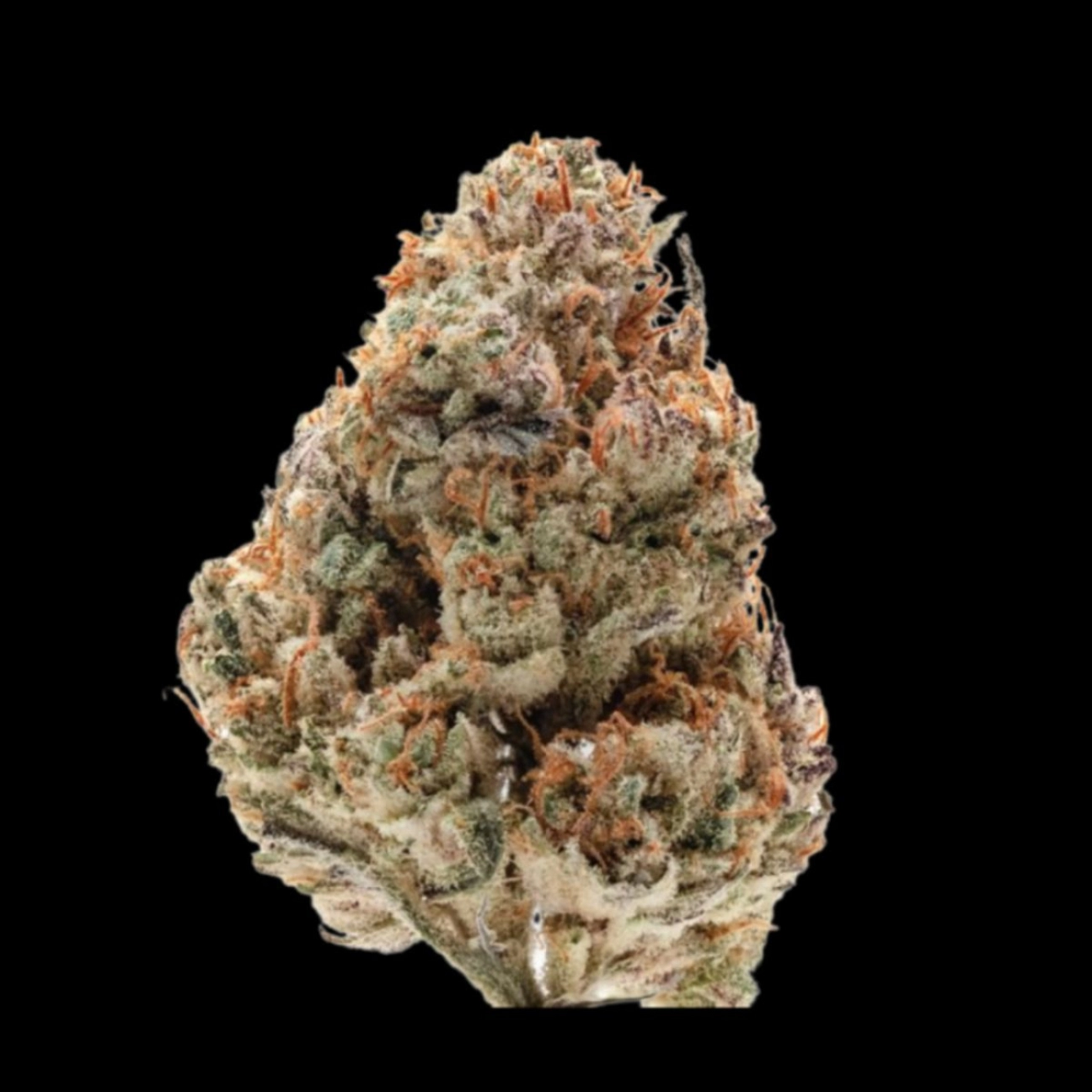 Silvergrape Sherbet – Growers Choice – Feminizowane