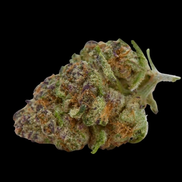 Purple Sunset Autoflowering cannabis flower bud by Growers Choice