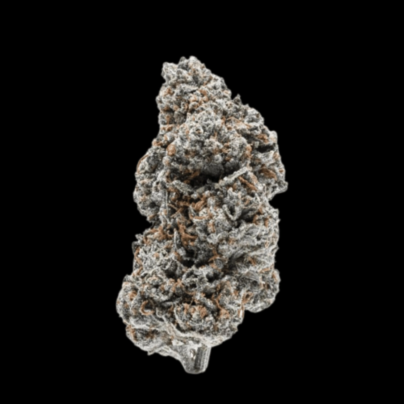 Tangerine Sherbet – Growers Choice – Feminizowane