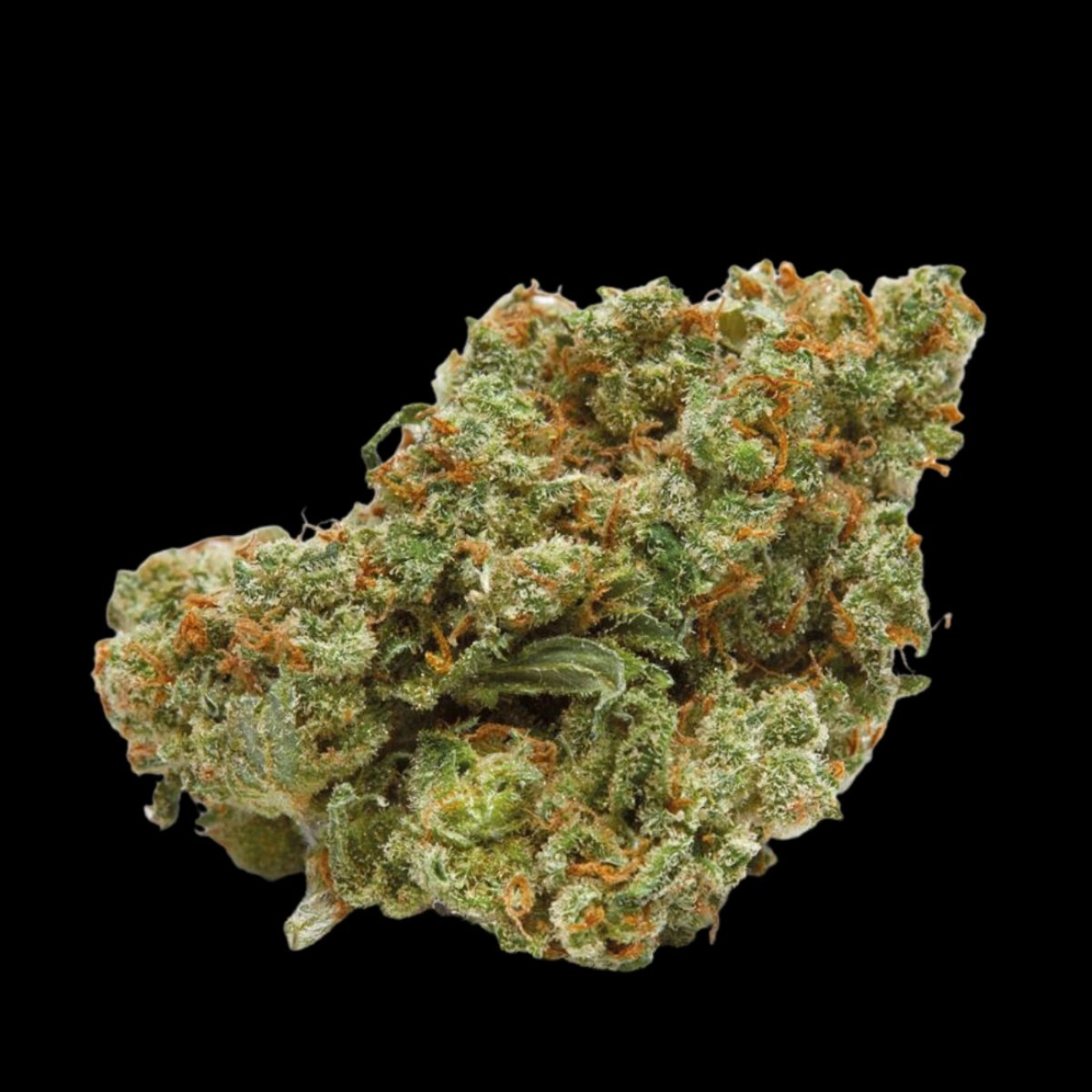 The Real Amnesia – Growers Choice – Feminizowane