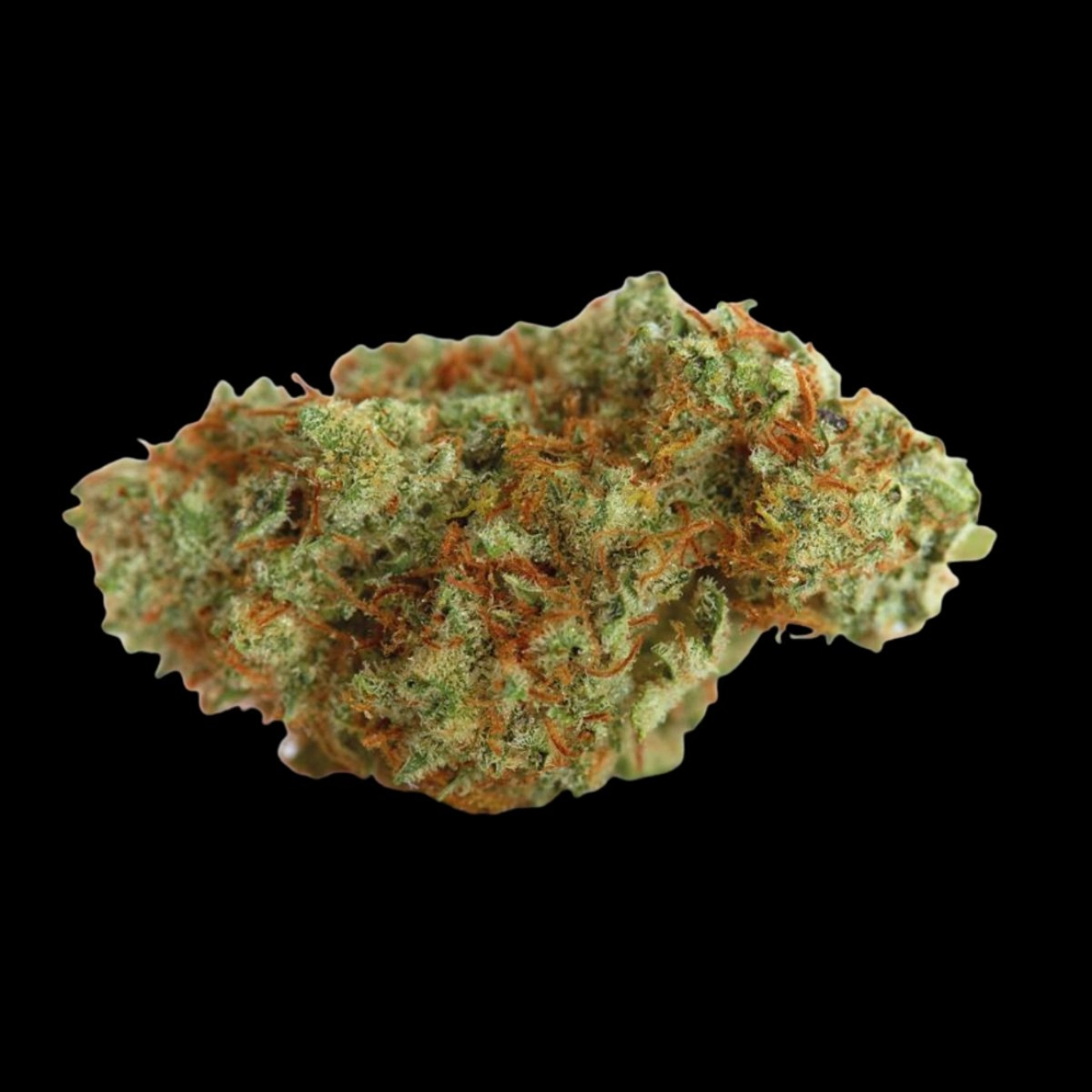White Fire Gelato – Growers Choice – Feminizowane