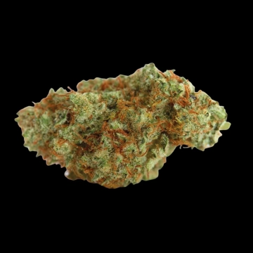 White Fire Gelato Feminized cannabis flower bud by Growers Choice
