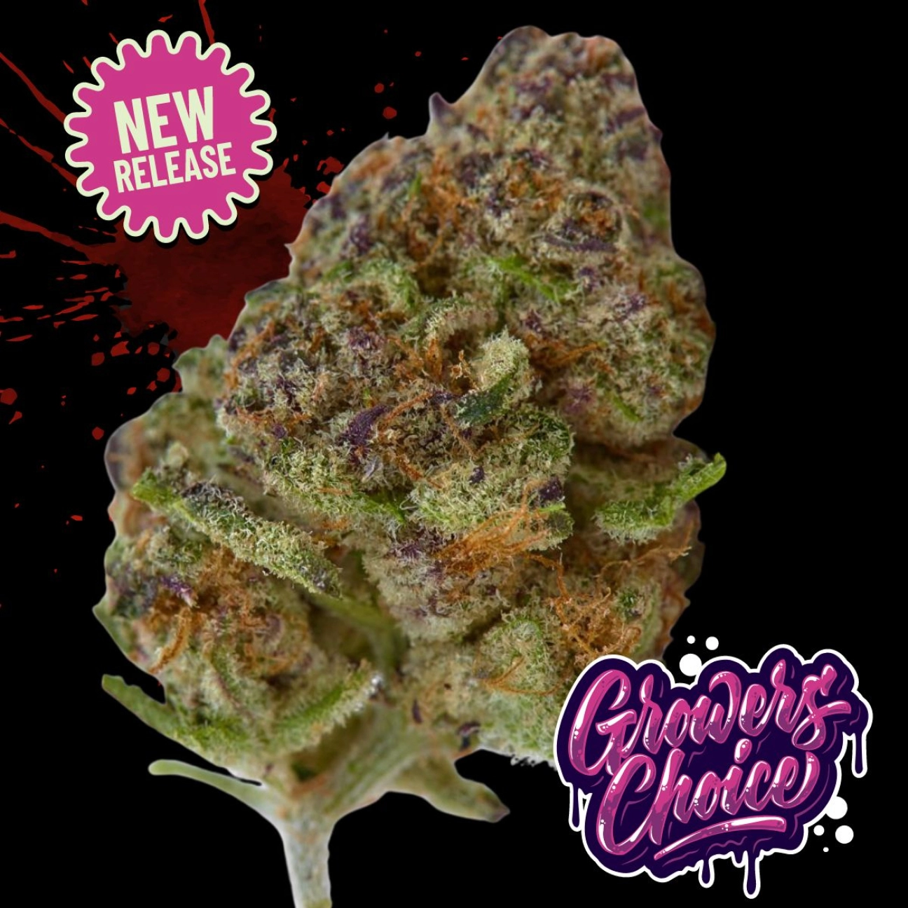 Blue Zushi – Growers Choice – Feminizowane