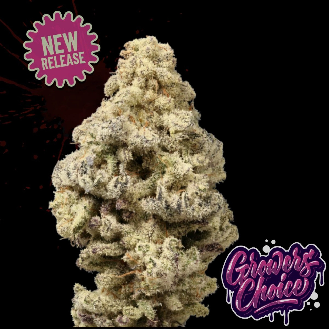 Mac ‘N’ Cheese – Growers Choice – Feminizowane