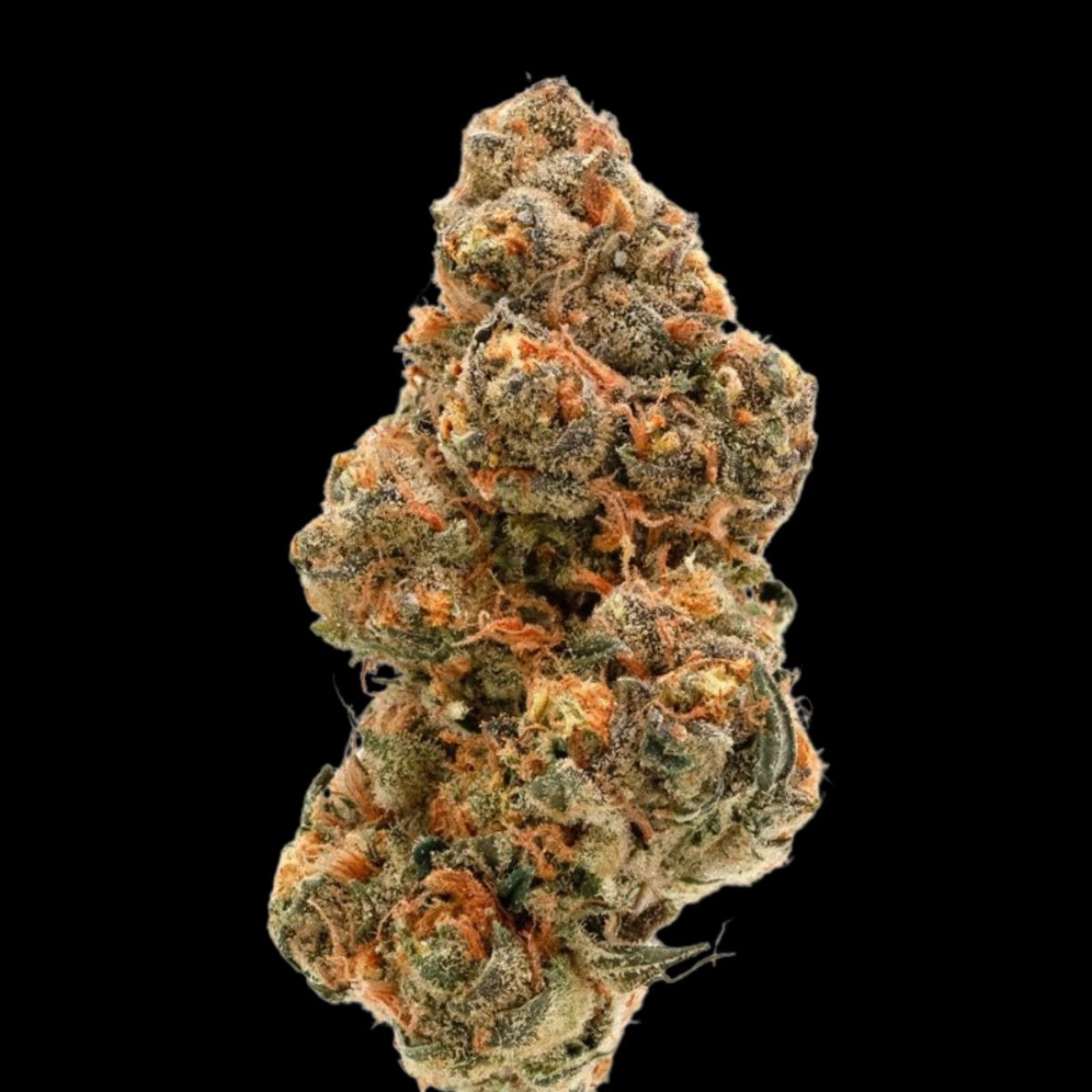Double XL Weddingcake x Frosty Gelato – Growers Choice – Feminizowane