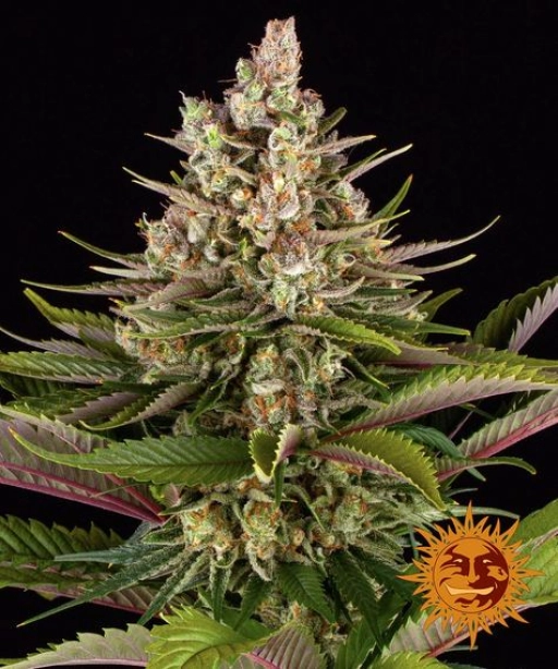 Sour Strawberry – Barneys Farm – Feminizowane