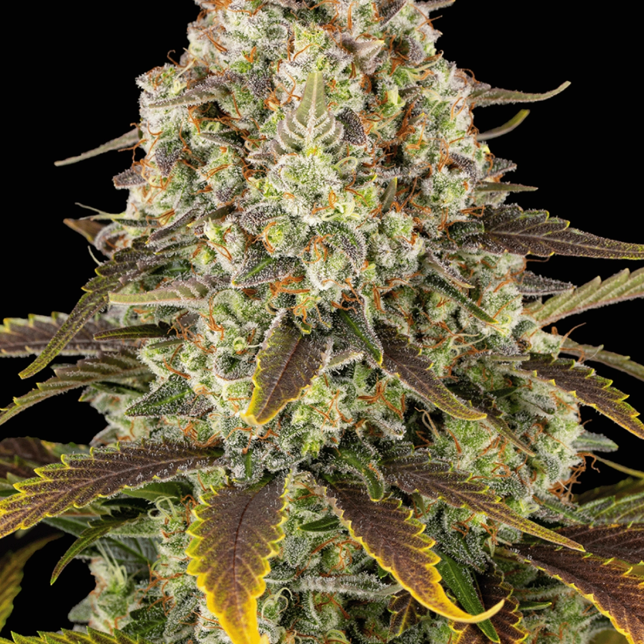 Ice Cream Cake – Barneys Farm – Feminizowane