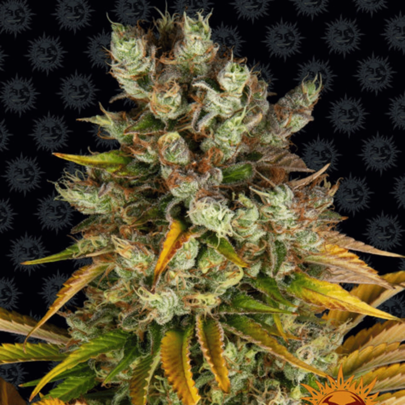 Barneys Farm GMO – Barneys Farm – Feminizowane
