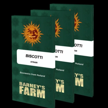 Biscotti Strain Feminized cannabis flower bud by Barneys Farm