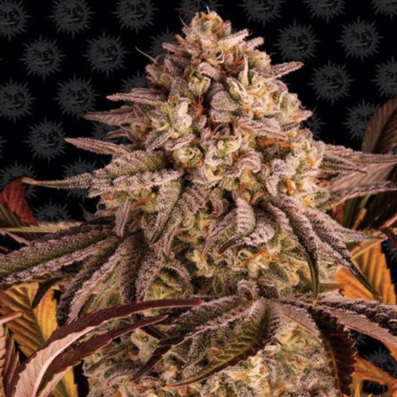 Blue Sunset Sherbert – Barneys Farm – Feminizowane