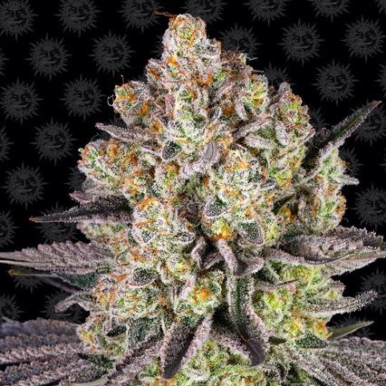 Runtz Strain – Barneys Farm – Feminizowane