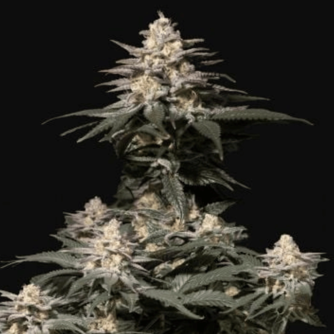 Purple Lemonade Fast Flowering – FastBuds – Feminizowane
