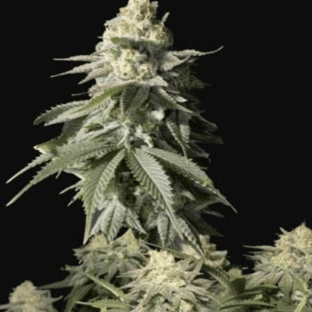 Orange Sherbet Fast flowering – FastBuds – Feminizowane