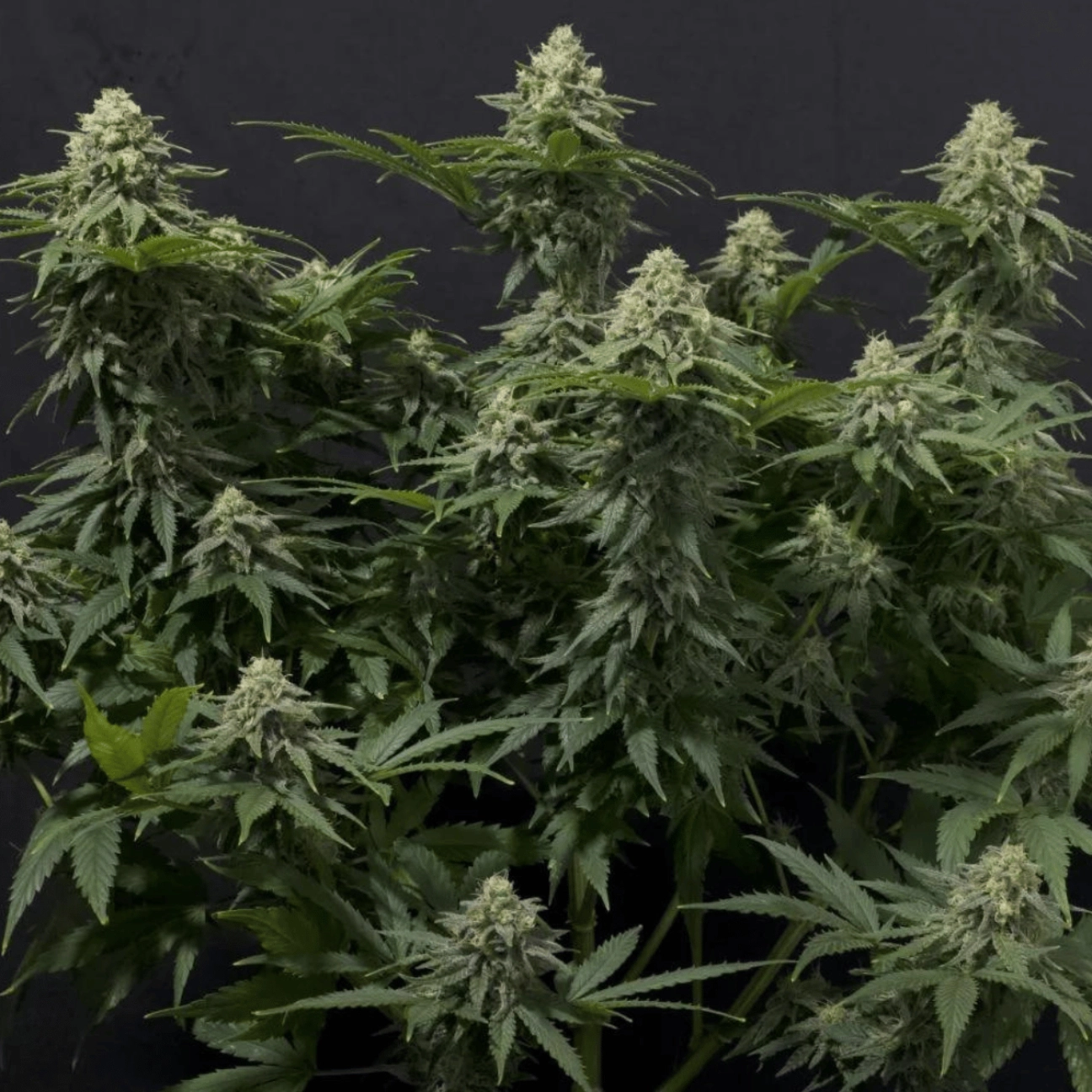 Wedding Cheesecake Fast Flowering – FastBuds – Feminizowane