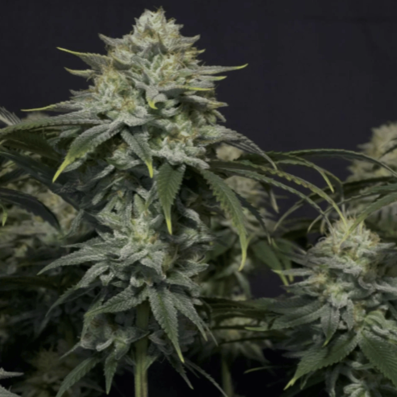 Gorilla Cookies Fast Flowering – FastBuds – Feminizowane