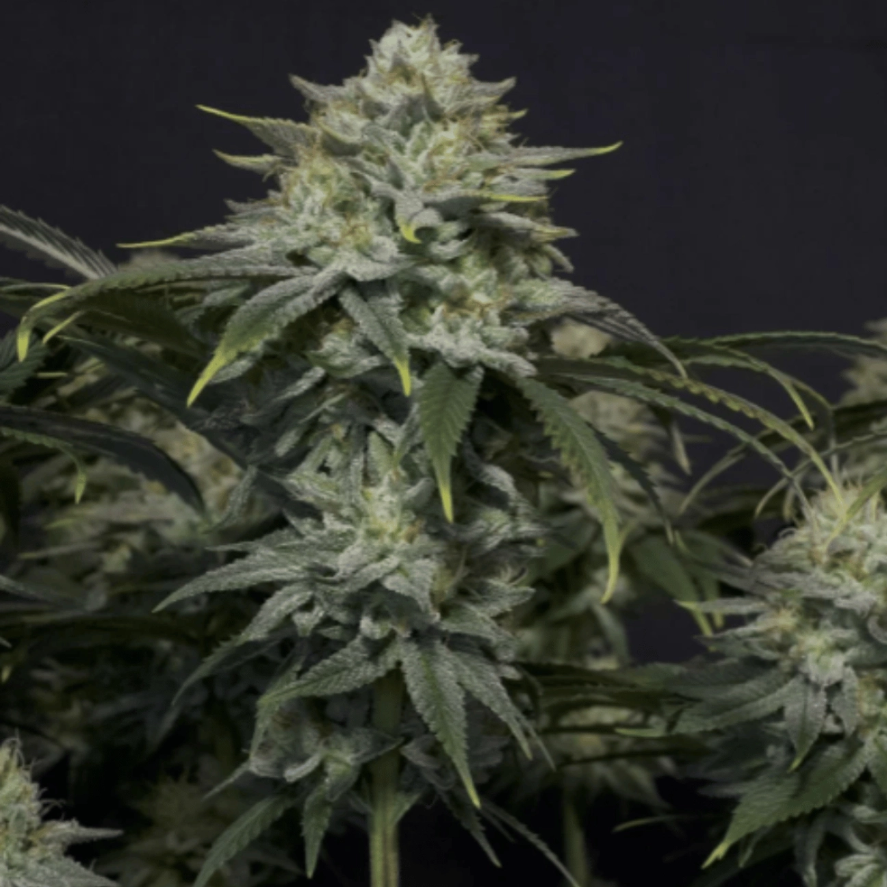 GG4 Sherbet Fast Flowering – FastBuds – Feminizowane