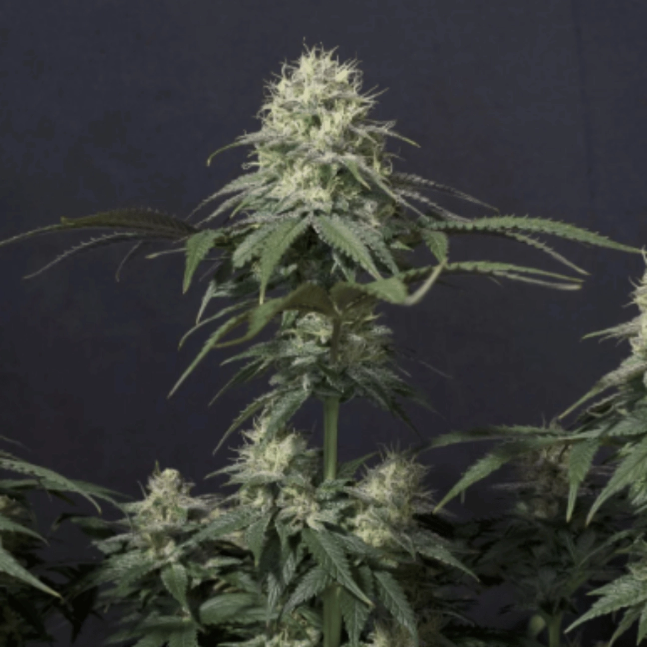 Tropicana Cookies Fast Flowering – FastBuds – Feminizowane