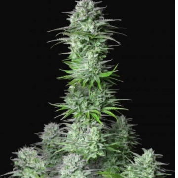 Kosher Cake Auto Autoflowering cannabis flower bud by FastBuds Seeds