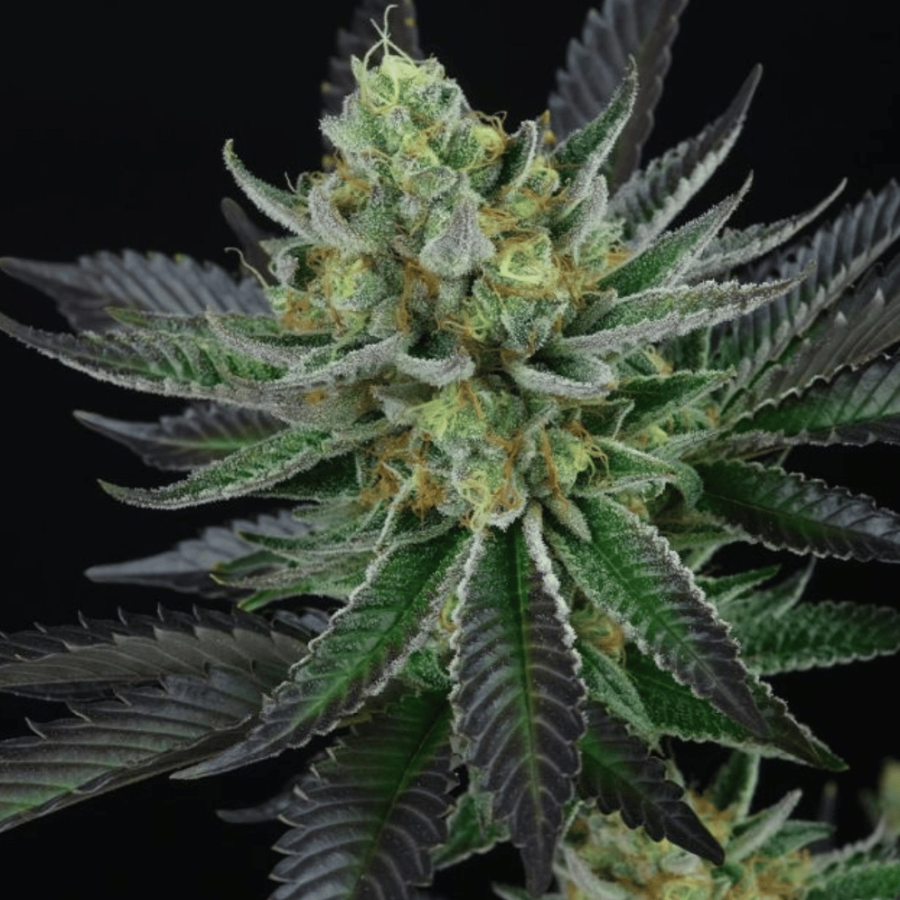 Capri Zun – Perfect Tree Seeds – Feminizowane