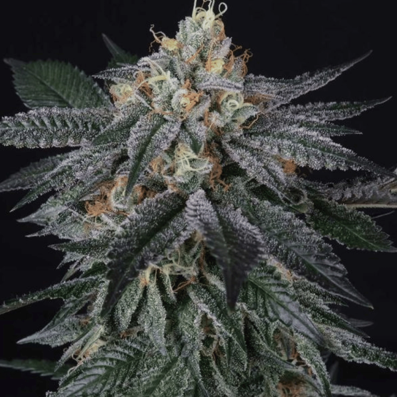 ZaiZai – Perfect Tree Seeds – Feminizowane