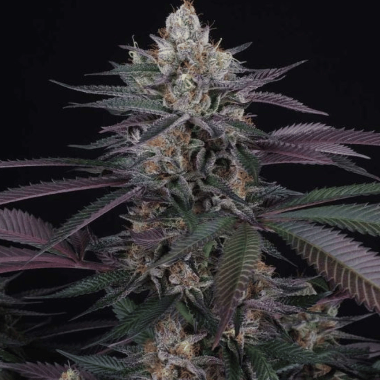 Perfect Tree Spritz – Perfect Tree Seeds – Feminizowane