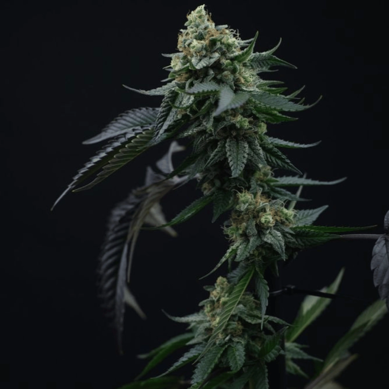 Lime OZZ – Perfect Tree Seeds – Feminizowane