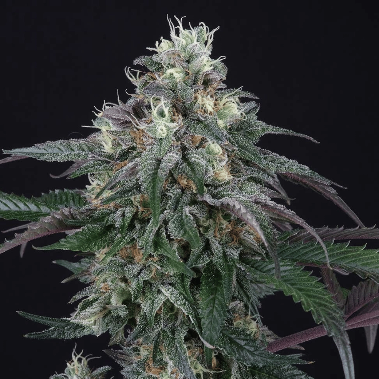 Lemon Curd – Perfect Tree Seeds – Feminizowane