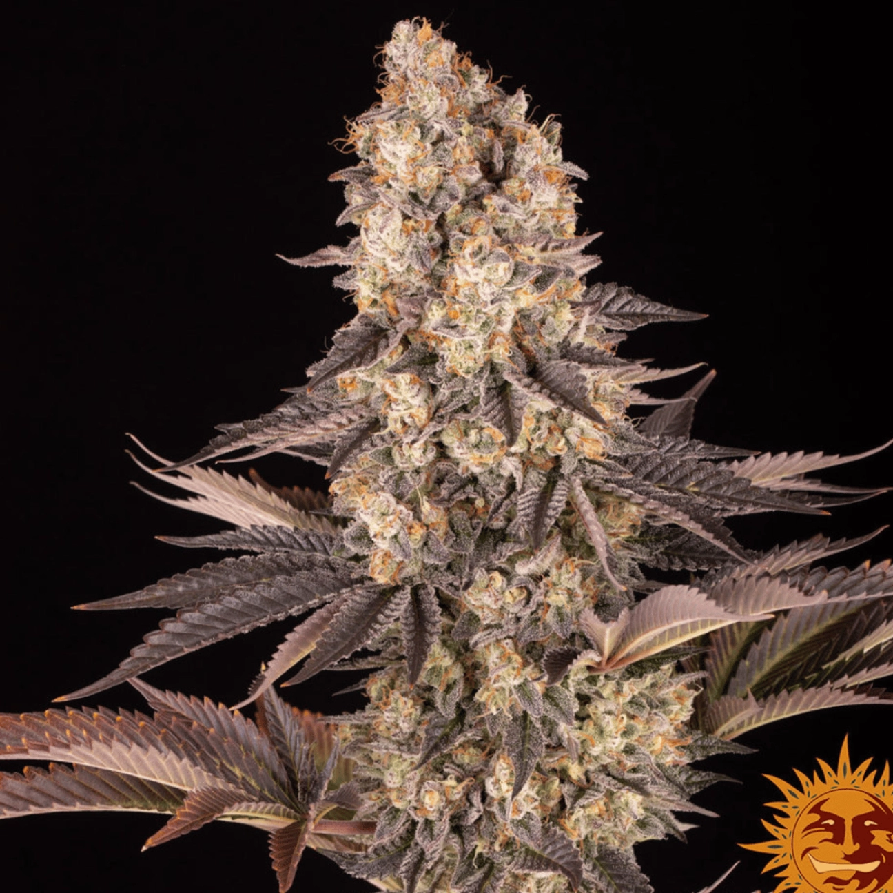 GELATO 45 – Barneys Farm – Feminizowane