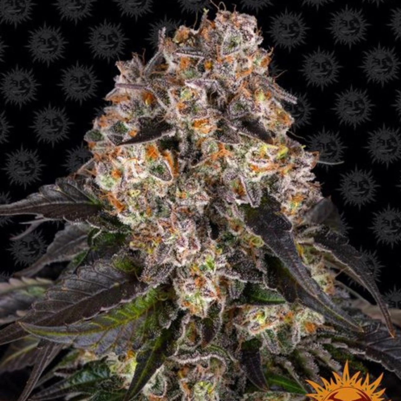 Girl Scout Cookies – Barneys Farm – Feminizowane