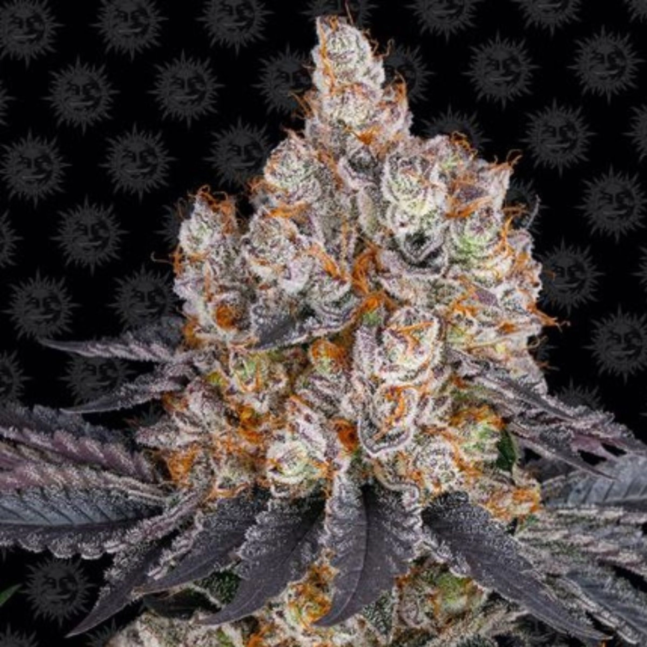 GELATO STRAIN – Barneys Farm – Feminizowane