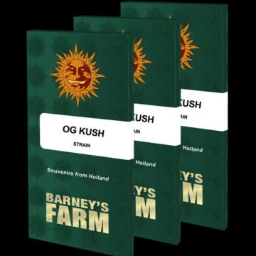 OG Kush Feminized cannabis flower bud by Barneys Farm