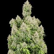 Cinderella Auto Autoflowering cannabis flower bud by FastBuds Seeds