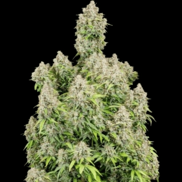 Cinderella Auto Autoflowering cannabis flower bud by FastBuds Seeds
