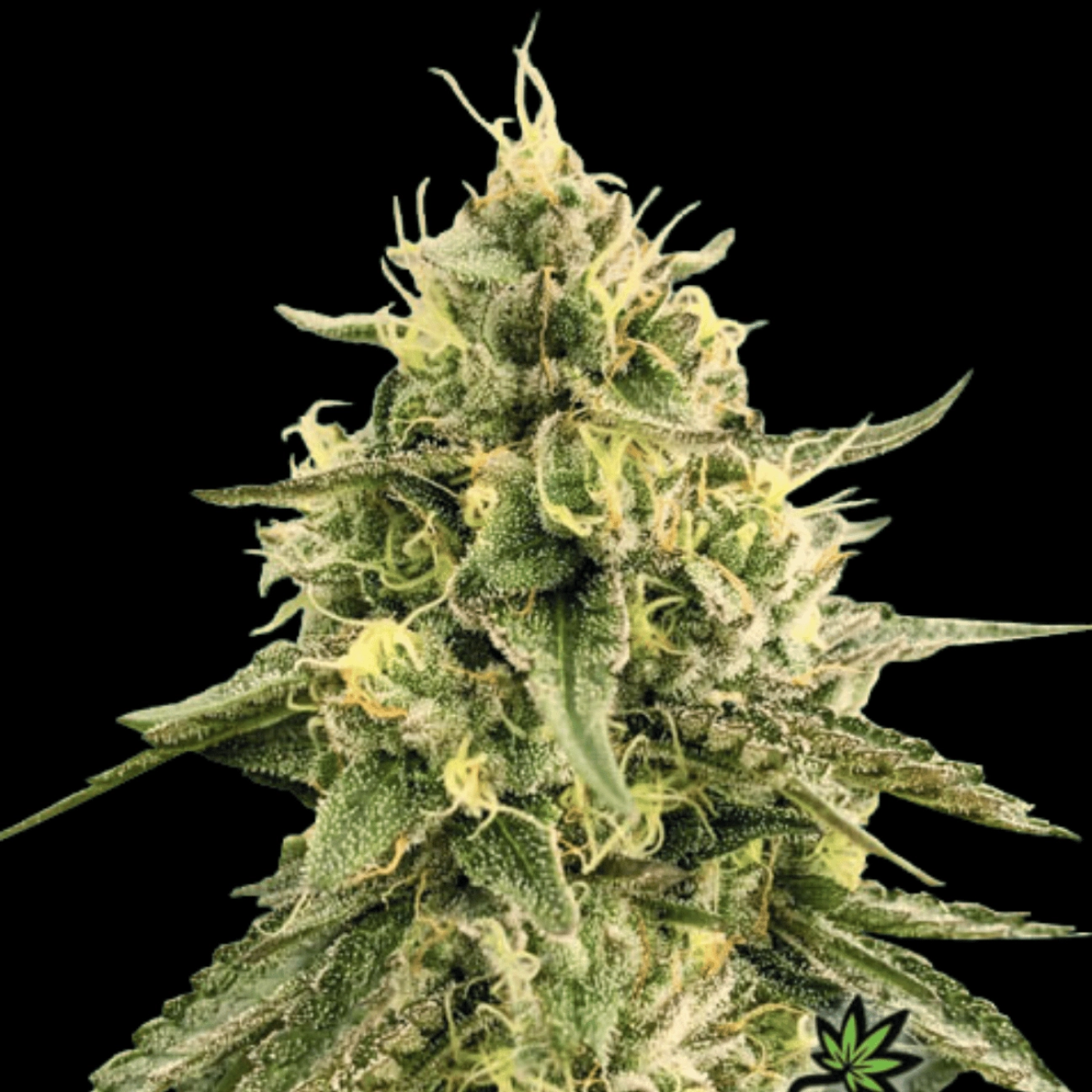 Monkey Bomb – Bomb Seeds – Feminizowane