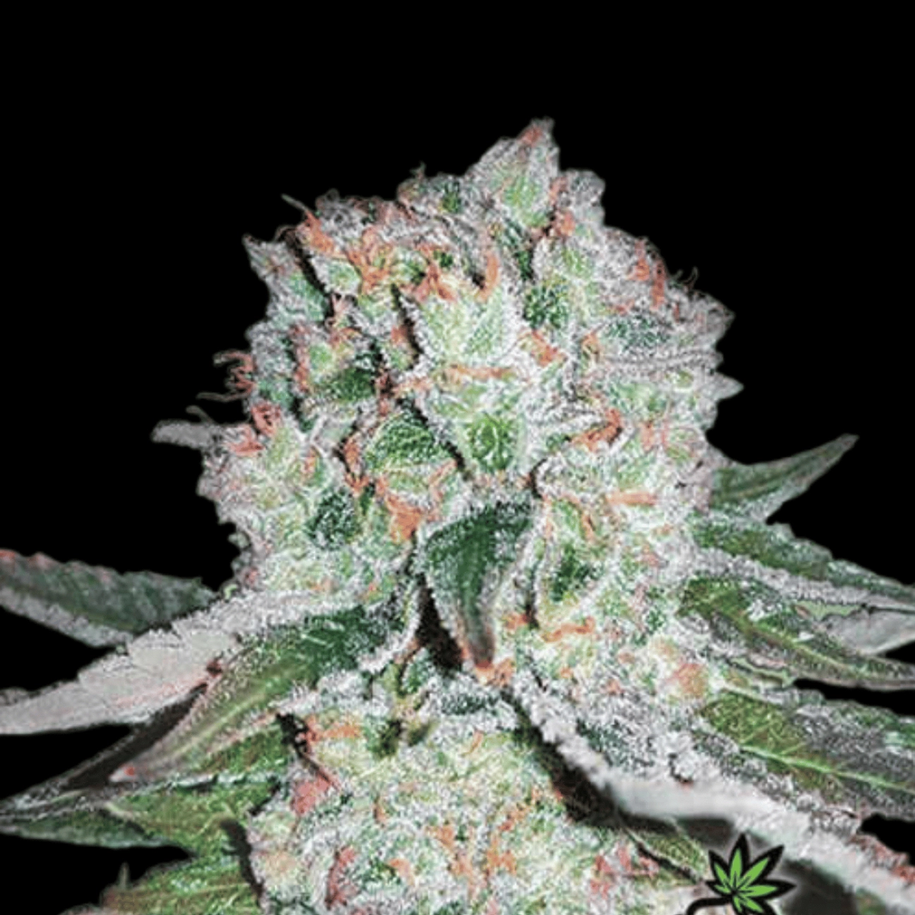 Banana Bomb – Bomb Seeds – Feminizowane