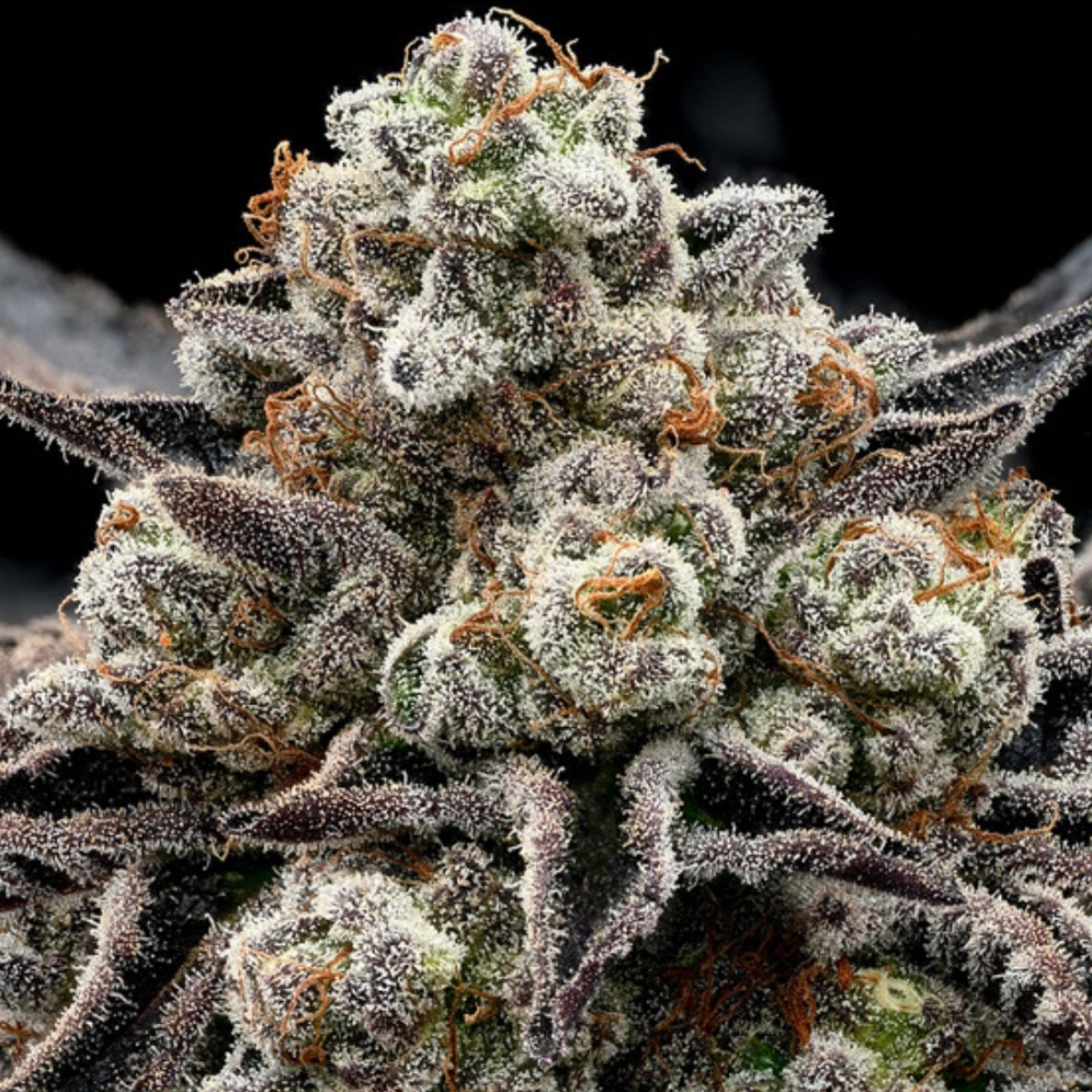 Epic Buzz – Anesia Seeds – Feminizowane