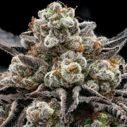 Epic Buzz Feminized cannabis flower bud by Anesia Seeds