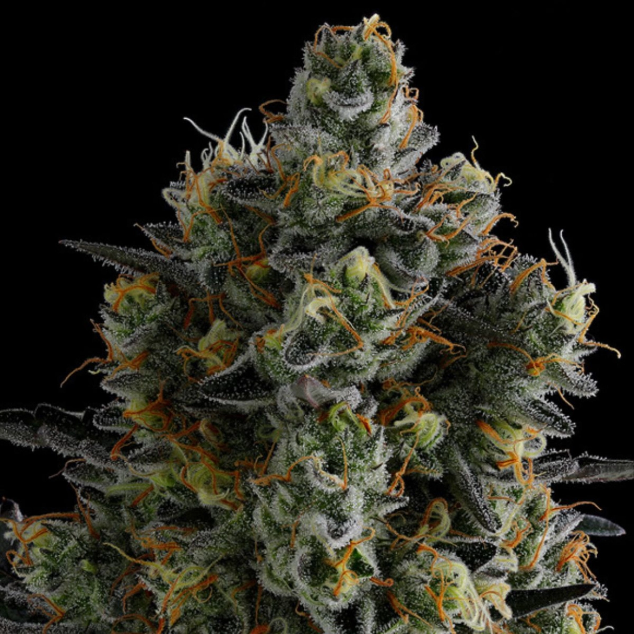 Zoomiez – Anesia Seeds – Feminizowane