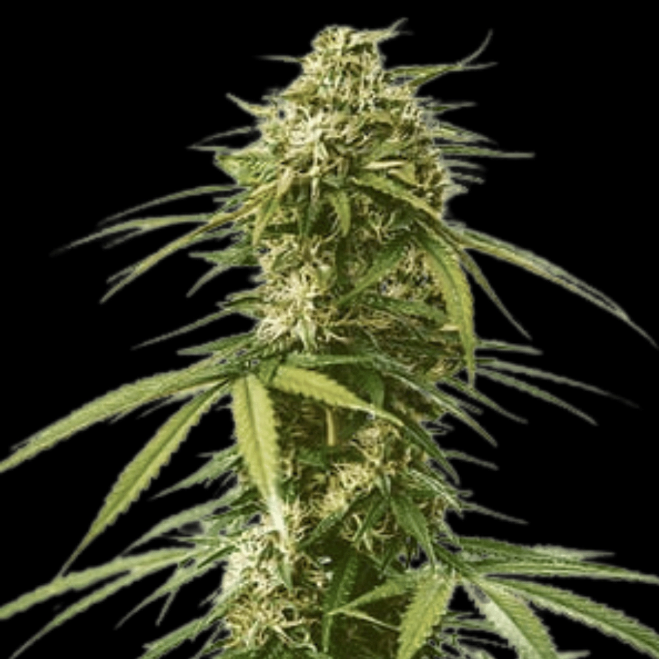 Gushers – Royal Queen Seeds – Feminizowane