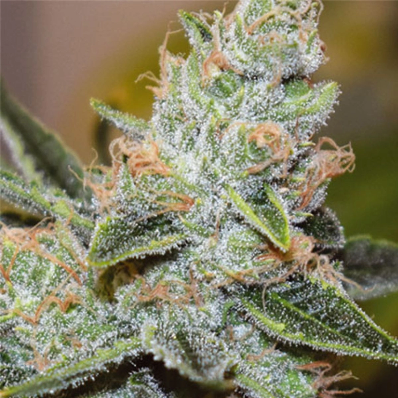 Wedding Cake x Triple OG – Vision Seeds – Feminizowane