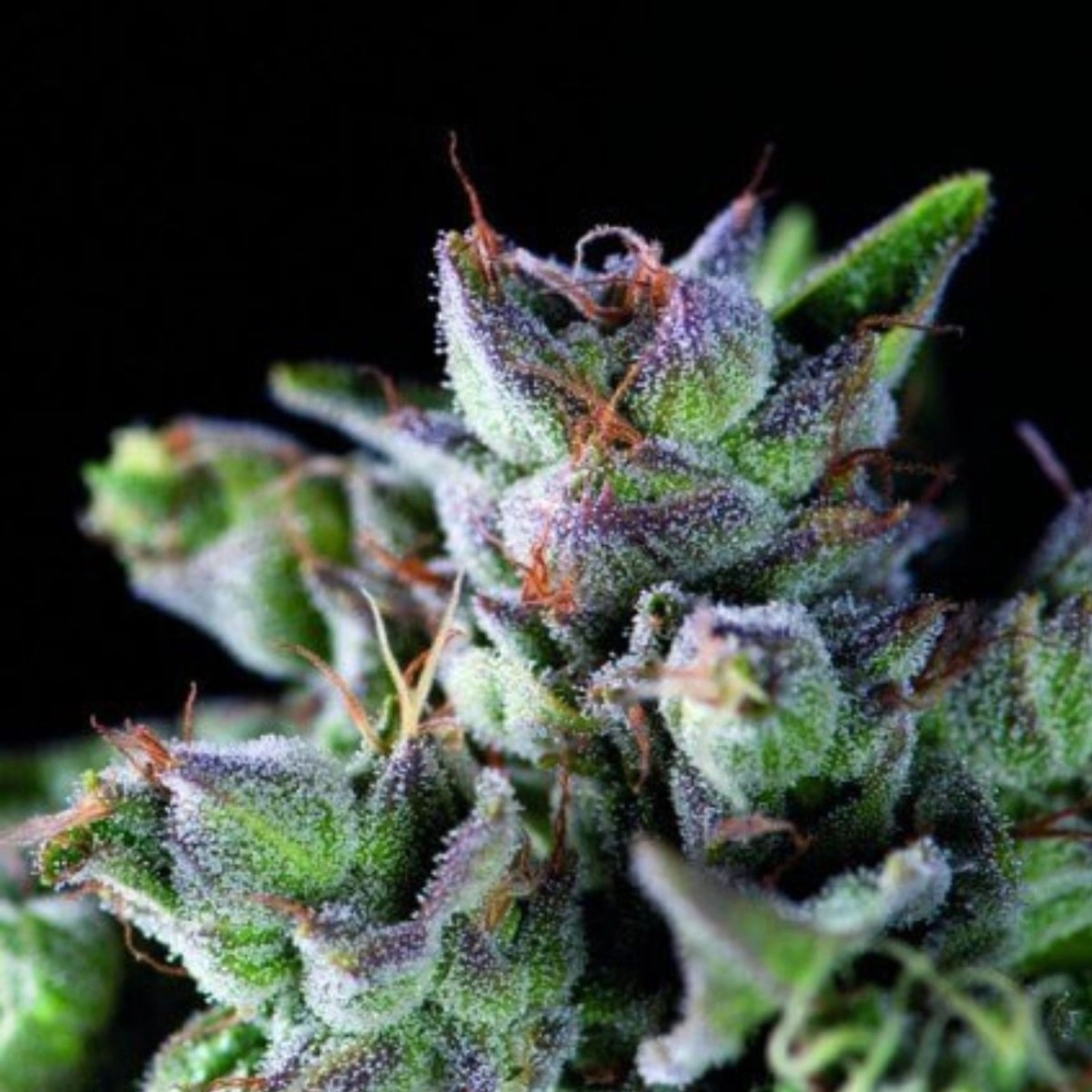 Gorila – Pyramid Seeds – Feminizowane