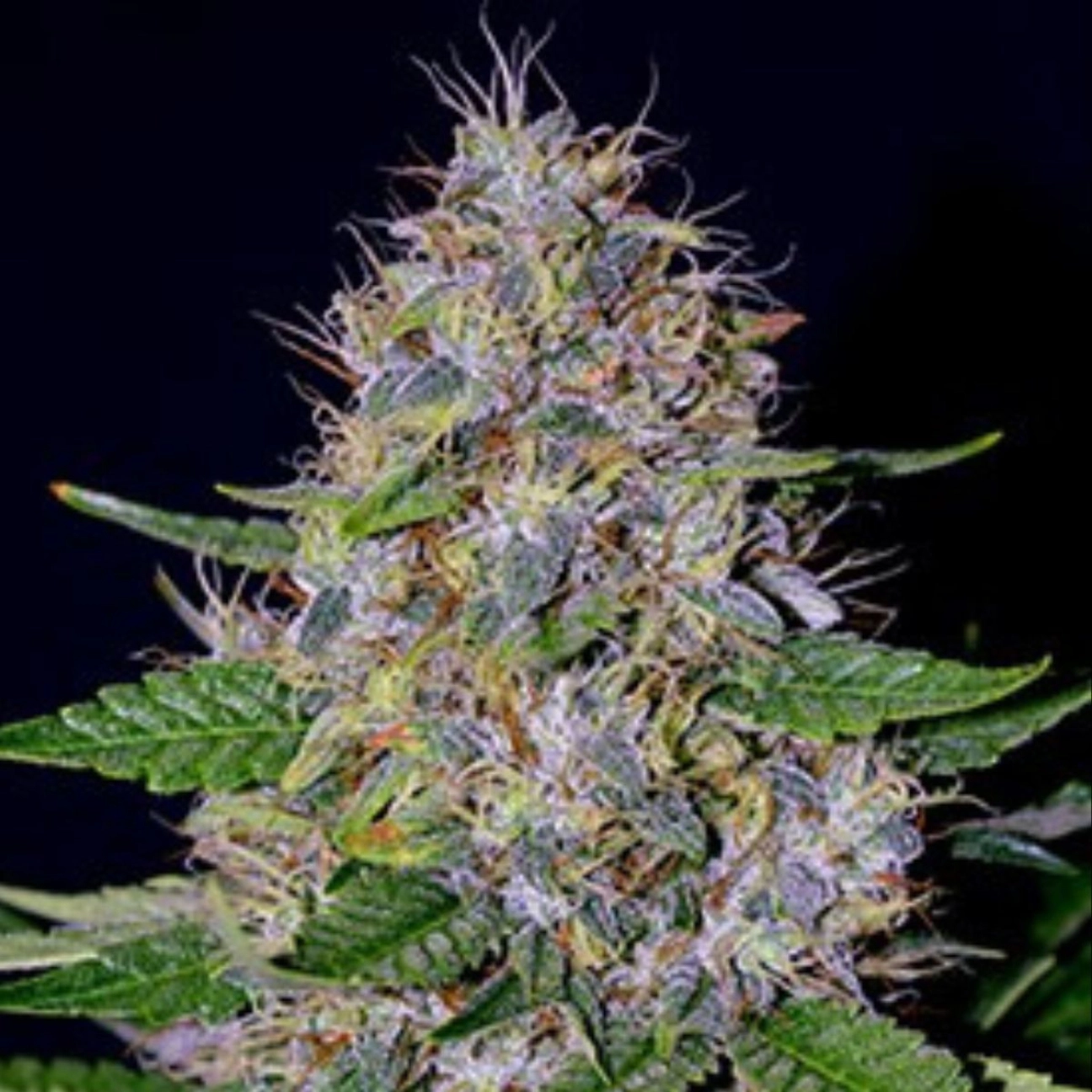 G13 Labs Apple Crumble – G13 Labs – Feminizowane
